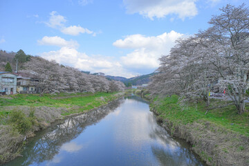 北須川・今出川の桜並木