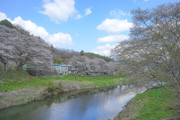 北須川・今出川の桜並木