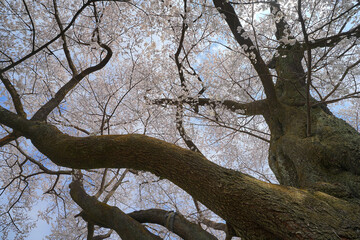 Fototapeta na wymiar 弥明の桜
