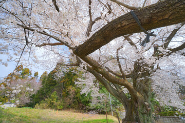 弥明の桜