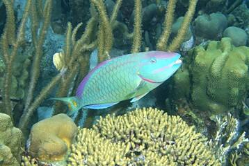 Stoplight Parrotfish on the reef