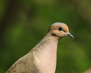 A closeup of a dove outside in the sunlight during spring.