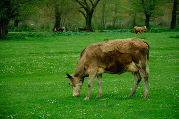 Brown cow raised graze in the pasture. Group of cows or cattle are prepared for sacrifices on Eid al-Adha or Eid al-qurban. Bos taurus. Farm life concept idea. Selective focus