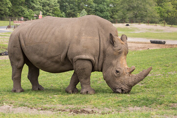 Rhino at grass field in nature