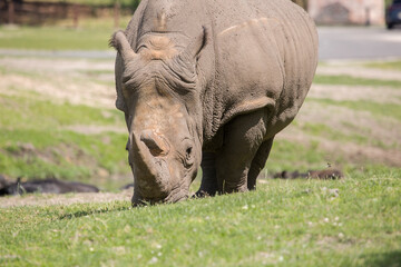Rhino at grass field in nature