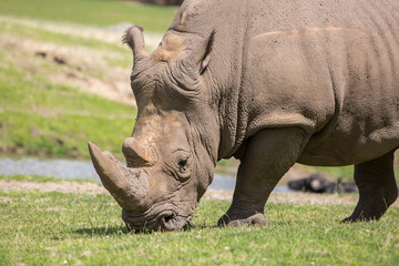 Fototapeta premium Close up view of a rhino in nature