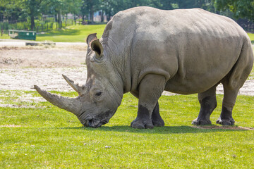 Obraz premium Rhino at grass field in nature