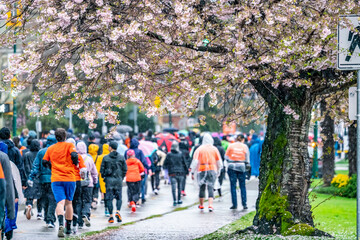 the  cherry blossoming tree with the 2023 the Vancouver Sun Run in the rain background on April 16,...