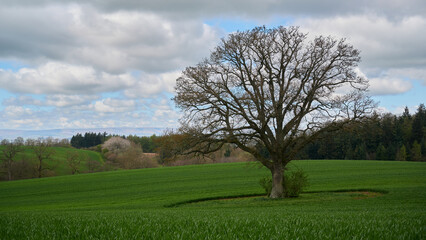 Fototapeta na wymiar Lone tree with no leaves in countryside in England under blue sky with clouds