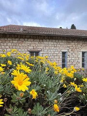 Old stone building with flowers. Rosh Pina, Moshevet Ha-rishonim, Israel