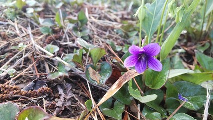 4月に咲くすみれ