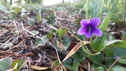 4月に咲くすみれ