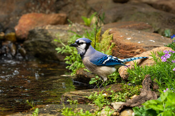 Blue Jay at a stream