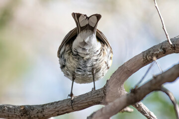 rump view of warbler