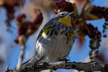 Yellow rumped warbler in a tree