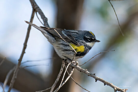 Yellow rumped warbler Myrtle subspecies