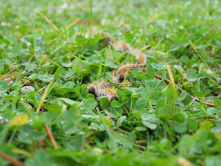 plusieurs chenilles (chenille) processionnaires (processionnaire) du pin dans de l'herbe verte (gazon vert) en troupeau en gros plan (macro) - (thaumetopoea pityocampa)
