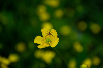 Close up shot of spider on yellow flower. Wallpaper, background, desktop, cover.