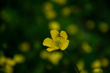 Close up shot of spider on yellow flower. Wallpaper, background, desktop, cover.