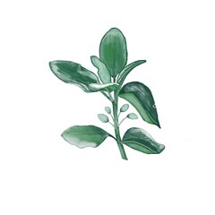 Sage, herbs, herb, leaves isolated on white background