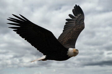 Bald Eagle in-flight