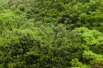 Fototapeta na wymiar 新緑の季節の樹木を撮影した写真