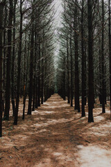 Fototapeta premium Rows of trees in the forest