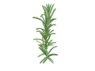 rosemary isolated on white