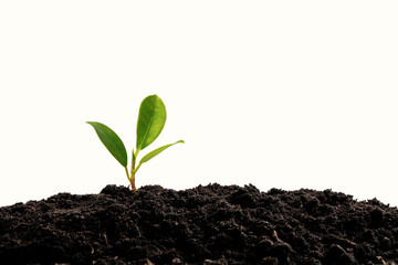 Green sprout growing out of soil isolated on white background.
