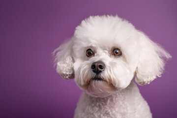 Adorable and Playful Bichon Frise. Curious dog with fluffy coat isolated on a purple background. Copy space. Pet concept AI Generative