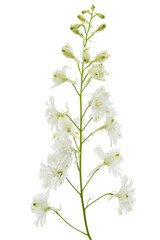 White flower of Delphinium, Larkspur flower, isolated on white background