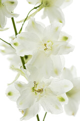 White flower of Delphinium, Larkspur flower, isolated on white background