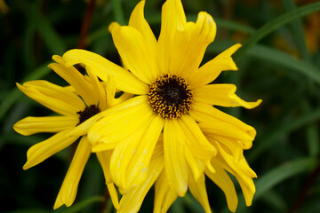 Helianthus Salicifolius