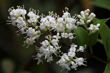 Waxyleaf Privet, Ligustrum Quihoui