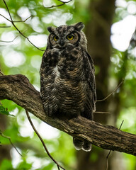 great horned owl