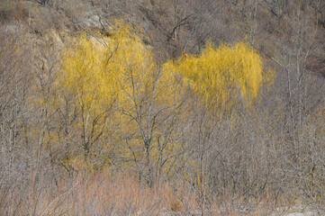 scarborough bluffs park in Spring