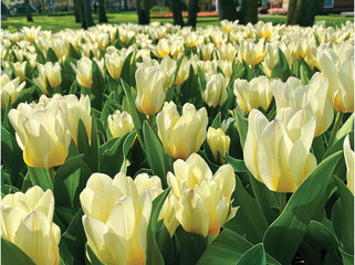 Keukenhof Tulip Gardens in Amsterdam, Netherland