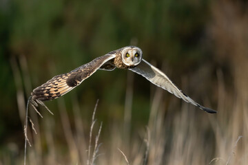 Short-Eared Owl in-flight