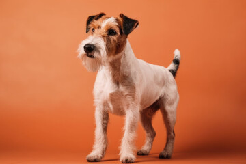 Cute Fox Terrier. Full body shot of adorable pet dog isolated on pastel peach background with space to text. copy space. Loyal and intelligent companion AI Generative