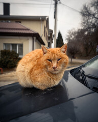 Street cat basking on the hood of a car
