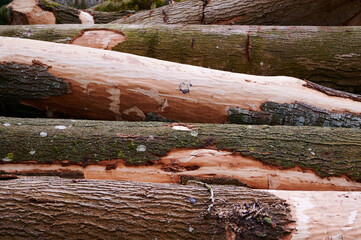 Pile of chopped down logs lying horizontal lengthwise