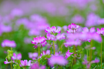 Fototapeta premium 山野草