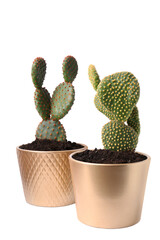 Beautiful green Opuntia cacti in ceramic pots on white background