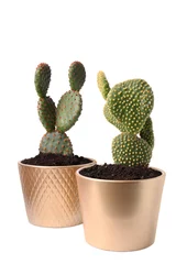 Rolgordijnen zonder boren Cactus in pot Beautiful green Opuntia cacti in ceramic pots on white background