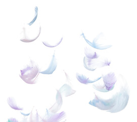 Fototapeta na wymiar Many Pastel Feather fly fall in Air over white background isolated. Puffy Fluffy soft feathers as purity smooth like dream floating dove in sky. Angle flying from heaven, photo motion
