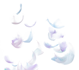 Many Pastel Feather fly fall in Air over white background isolated. Puffy Fluffy soft feathers as purity smooth like dream floating dove in sky. Angle flying from heaven, photo motion