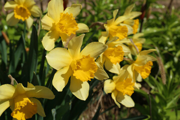 Fototapeta premium Beautiful yellow daffodils growing outdoors on spring day