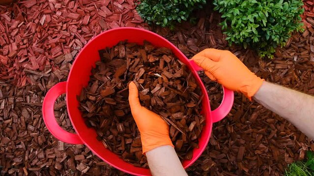 mulching with wood chips.Hands in orange gloves pour red wood chips.Mulching the soil in the garden.4k footage