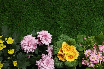 Beautiful chrysanthemum and primrose flowers on green grass, flat lay. Space for text