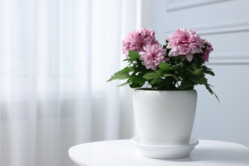 Beautiful chrysanthemum flowers in pot on white table indoors. Space for text